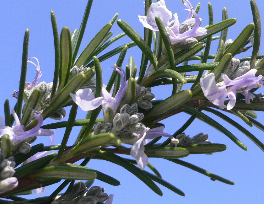 Rosmarinus Officinalis